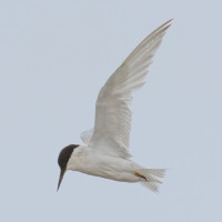 Damara Tern